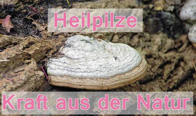 Chaga-Pilz-Antiherpesmittel ? ausführliche Info hier